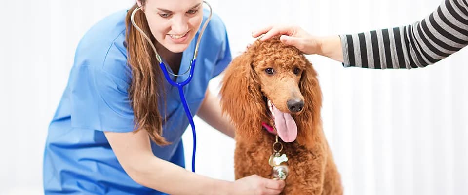 Affordable Pet Insurance Plans: A Practical Guide to Comparing Coverage, Costs, and Policy Options
