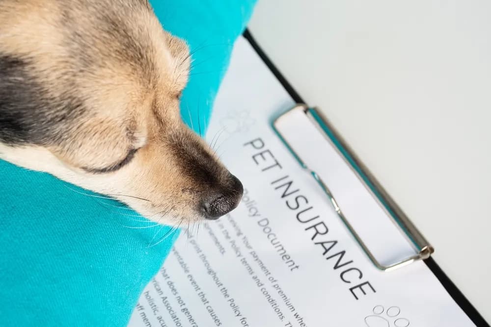 Understanding Sam's Club Pet Insurance Options: Costs, Coverage, and Important Considerations for Pet Owners