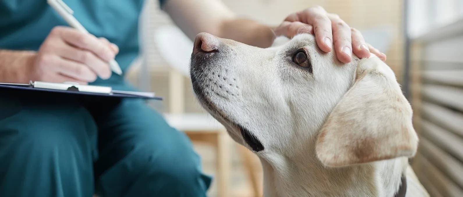Understanding Pet Insurance in the United States: Costs, Coverage Options, and Multi-Pet Plans